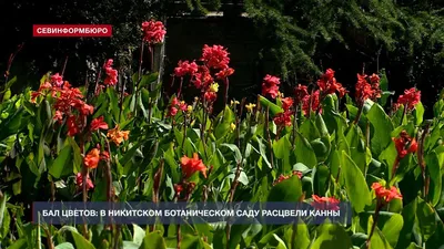Сезон канн начался в Никитском ботаническом саду – Независимое телевидение  Севастополя - Независимое телевидение Севастополя