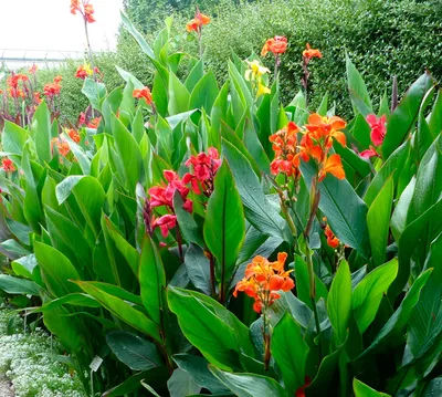Укрощение строптивой: секреты выращивания канны в доме и саду |  Интернет-магазин садовых растений