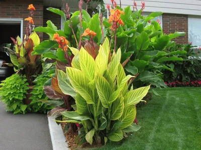 Цветок канна: уход в саду, фото использования в ландшафтном дизайне |  Тропический ландшафтный дизайн, Идеи посадки растений, Цветоводство