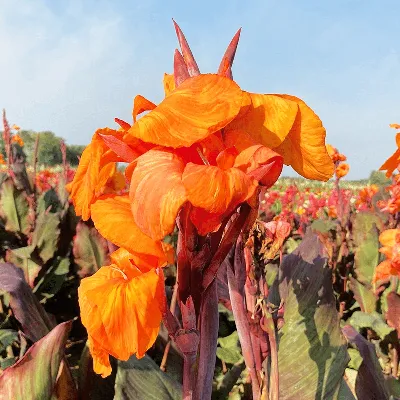 Канна(Canna). Описание, выращивание, посадка и уход. Программа PRO Цветы  (ПРО Цветы) | flokus.ru - ландшафтный дизайн