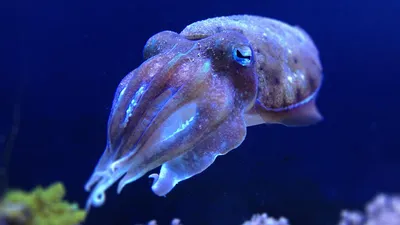 КАРАКАТИЦА ᐈ Фото и описание ✓