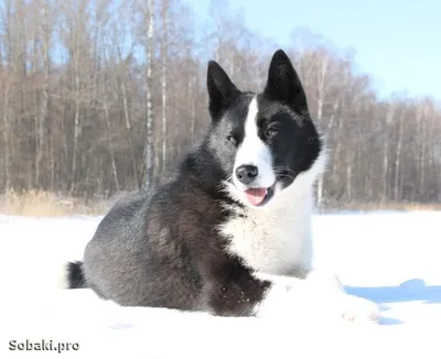 Файл:Karelski pies na niedźwiedzie LM.jpg — Википедия
