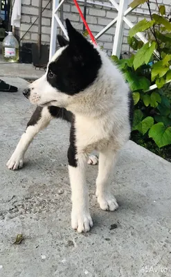 Карельская медвежья собака (Karelian Bear Dog) - это храбрая, независимая и  преданная порода собак. Описание, фото и отзывы.