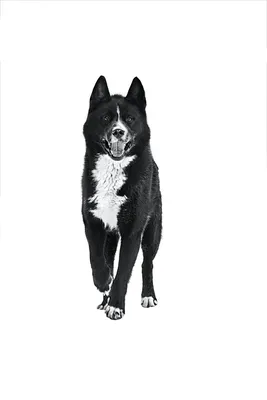 Карельская медвежья собака: все о собаке, фото, описание породы, характер,  цена