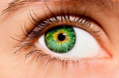Карие линзы на зеленые глаза фото фотографии