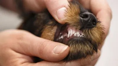 собаки имеют проблемы с полости рта известняка гингивит кариес. плохой зуб  Стоковое Изображение - изображение насчитывающей потеха, опасно: 226841023