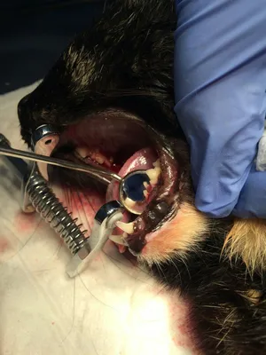 собаки имеют проблемы с полости рта известняка гингивит кариес. плохой зуб  Стоковое Изображение - изображение насчитывающей собаки, доктор: 226840879