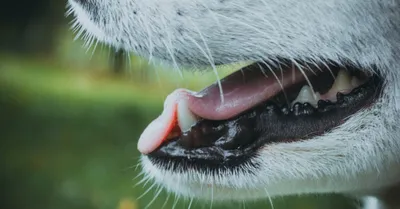 собаки имеют проблемы с полости рта известняка гингивит кариес. плохой зуб  Стоковое Фото - изображение насчитывающей плохой, ненависть: 226841810