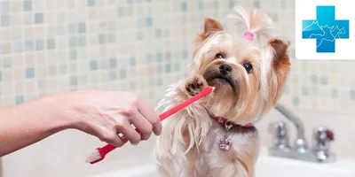 Стоматолог для животных: чистка, лечение зубов кошкам, собакам | Ветклиника  Дай Лапу СПБ