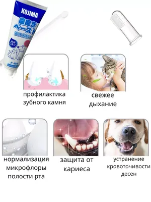 Имплантация зубов собаке, кошке и другим животным в Москве – узнайте цены и  запишитесь на прием в «Джунгли»