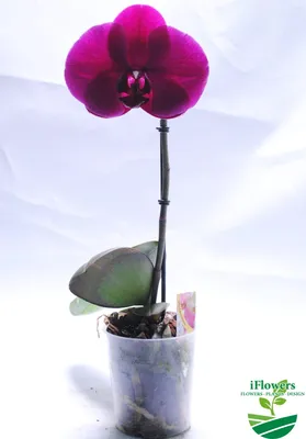 Карликовая орхидея фото фотографии