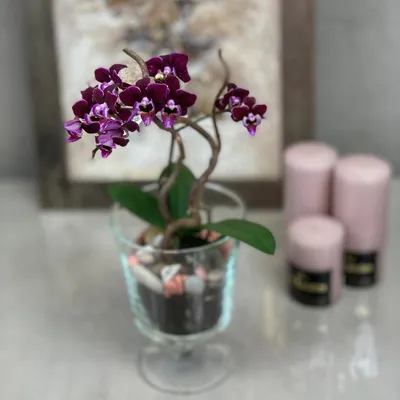 Орхидея, карликовая орхидея, orchid, orchidea | Planters, Planter pots,  Plants