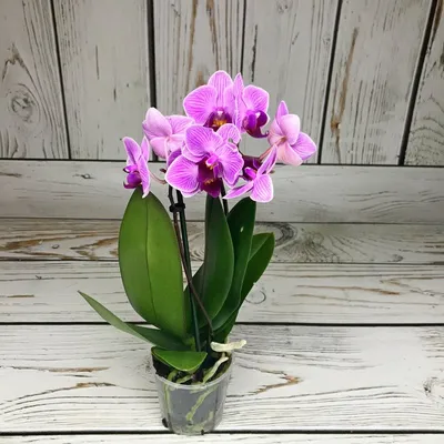 Карликовые орхидеи – шедевры в миниатюре.