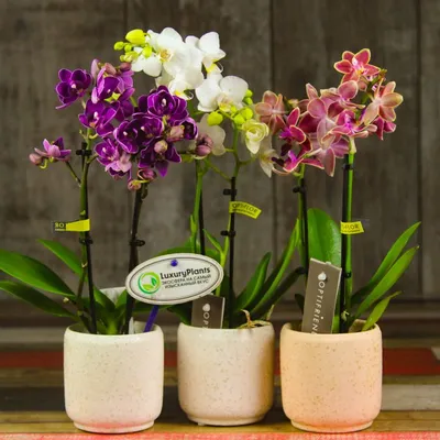 Орхидеи : Орхидея фаленопсис мини в керамике