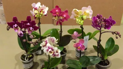 Орхидея Фаленопсис мини фиолетовая D5 купить в Москве