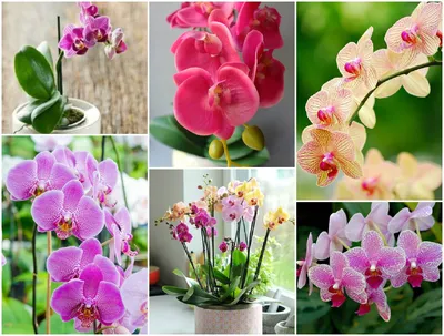 Орхидея фаленопсис мини микс. Phalaenopsis. Маленькая орхидея фаленопсис.  Купить мини орхидею фаленопсис в Киеве.