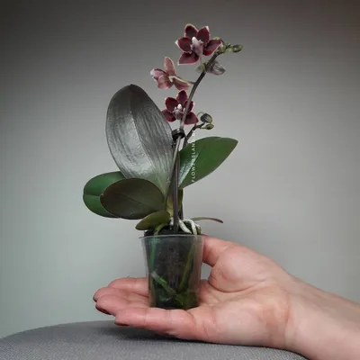 Купить Орхидея Фаленопсис Мини Белая D9 в Москве