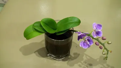 Орхидея Фаленопсис мини (Phalaenopsis mini)