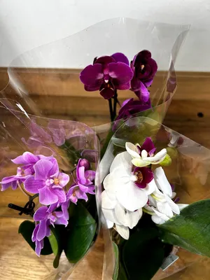 Орхидея фаленопсис (мини) купить в Лепеле, закажи, а мы доставим.
