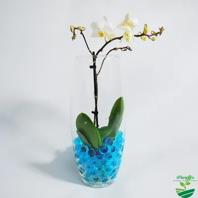 Орхидея Фаленопсис мини Розе ⌀6 20 см купить в Москве с доставкой | Магазин  растений Bloom Story (Блум Стори)