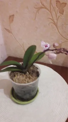 Орхидея (Фаленопсис) купить в Минске с доставкой | Cactus.by