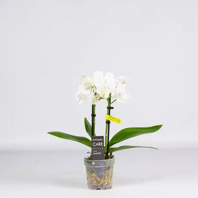 Орхидея Фаленопсис мини светло-салатовая