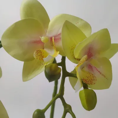 Мини орхидея у вас на окошке