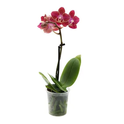 Карликовая орхидея: 350 грн. - Комнатные растения Харьков на Olx