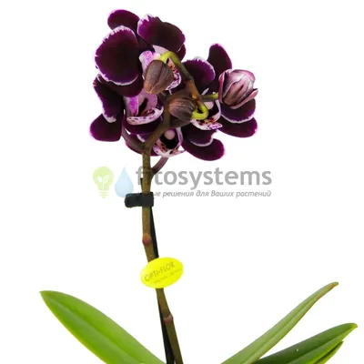 ᐉ Искусственная латексная мини орхидея Премиум в бежевом керамическом кашпо  на две ветки Жёлто-салатовый (ОКГ21002403)