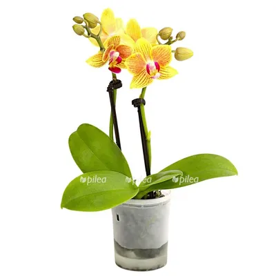 Купить Орхидея фаленопсис мини белый алебастр. Орхидея Фаленопсис в  ассортименте!