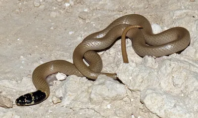 Фото карликовой змеи для скачивания