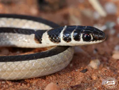 Фото карликовой змеи в формате JPG