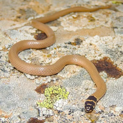 Фото карликовой змеи в формате PNG
