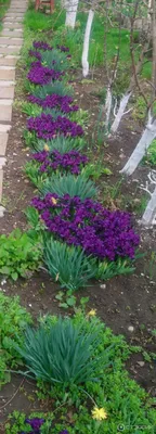 Отзыв о Растение садовое \"Ирис карликовый\" | Как прекрасен сад весной,  когда начинают цвести ирисы