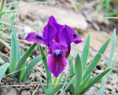 Ирис карликовый Iris pumila L. - Растения - Разделы - Красная книга  Оренбургской области