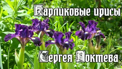 Купить Ирис карликовый Брасси в Москве и РФ. Описание сорта. Пункты  самовывоза. Почтой (наложенный платеж). Доставка курьером по МО.