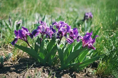 Купить Ирис карликовый бородатый (цв.фиолетовые) (Iris pumila) от 399 руб.  в интернет-магазине Архиленд с доставкой почтой по Москве и в регионы