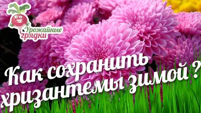 Хризантемы на зиму – правильный уход в конце сезона | В цветнике (Огород.ru)