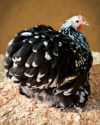 Mottled Pekin Bantam / Карликовый Кохинхин Чёрный Мрамор | Черный мрамор