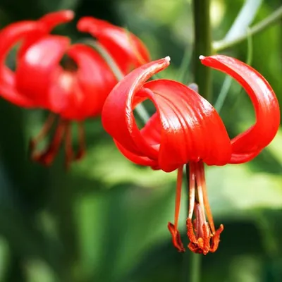 Лилия карликовая - Lilium pumilum Stock Photo | Adobe Stock