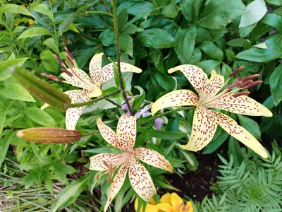 Лилия карликовая Миракл - фото и описание сорта