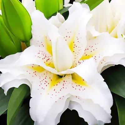 Лилия карликовая, лилия низкая, лилия узколистная — Lilium… | Flickr