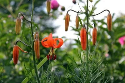 Популярные виды лилии | Милый сад | Дзен