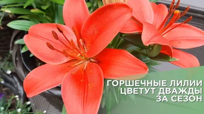 Как выращивать лилии в горшках и кадках? Лилиями можно любоваться не только  в саду, но и на балконе и террасе. Их можно выращивать в… | Сад, Лилии,  Огород