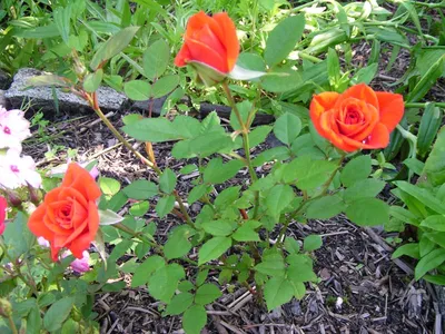 Карликовые розы в саду фото фотографии