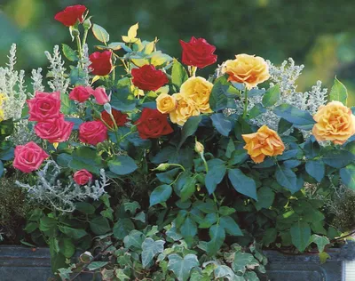 Купить саженцы почвопокровных розовых роз в Минске в интернет магазине  Долина Растений