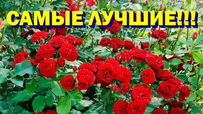 Миниатюрные розы - сорта с фото