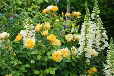Розы в цветниках: самые эффектные сочетания - Рамблер/новости