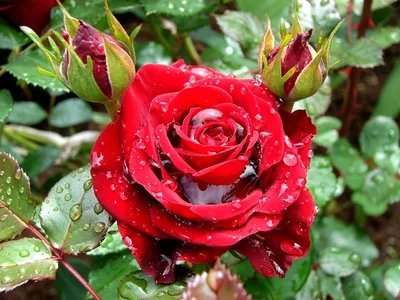 Саженцы миниатюрных роз , узнай цены и где купить в Москве миниатюрные,  спрей розы - КустыРоз.РФ