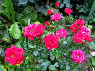 Выращивание мини роз на садовом участке | Моя клумба | Дзен